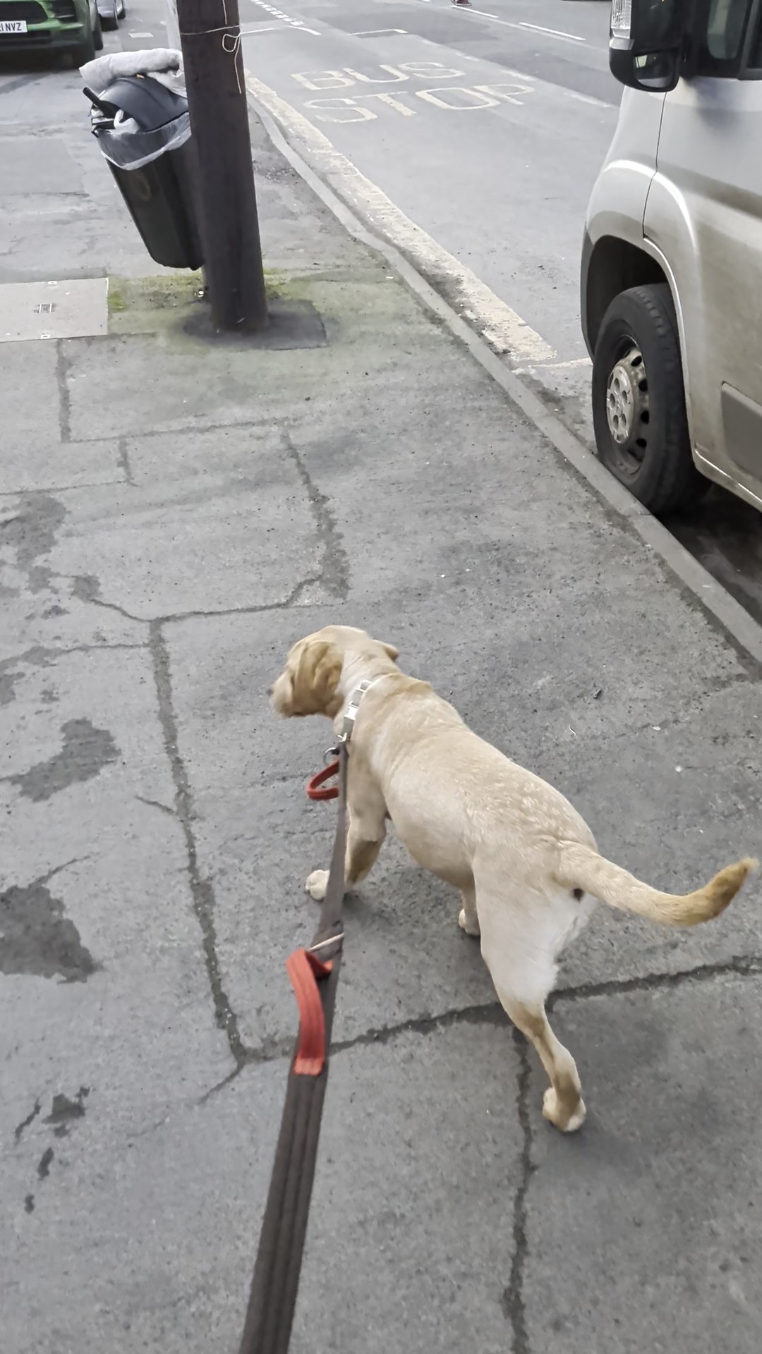 Loose lead walking or PLEASE STOP PULLING!